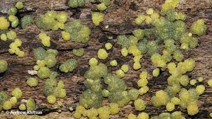 Attēlu rezultāti vaicājumam “Hypocrea gelatinosa”