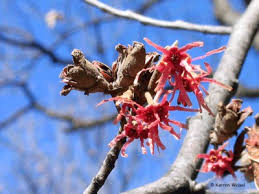 Attēlu rezultāti vaicājumam “Hamamelis vernalis bud”