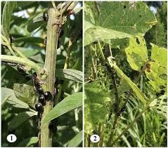 Attēlu rezultāti vaicājumam “Cribraria vulgaris young”