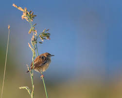 Image result for Cisticola juncidis