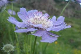 Image result for scabiosa caucasica