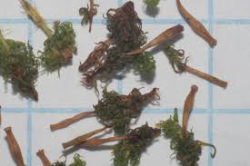 Attēlu rezultāti vaicājumam “Ulota crispa”