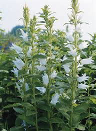 Attēlu rezultāti vaicājumam “Campanula latifolia”