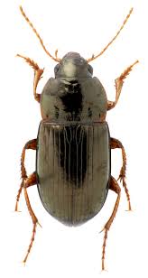 Attēlu rezultāti vaicājumam “Amara sp.”