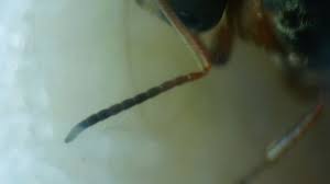 Attēlu rezultāti vaicājumam “Cribraria rufa young”