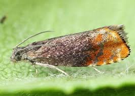 Attēlu rezultāti vaicājumam “Pammene rhediella”