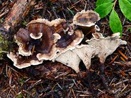 Attēlu rezultāti vaicājumam “Phellodon melaleucus”