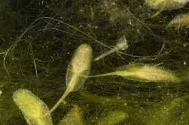 Attēlu rezultāti vaicājumam “Lemna trisulca”