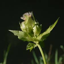 Attēlu rezultāti vaicājumam “Cirsium oleraceum flower”