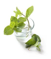 Image result for Pfefferminze