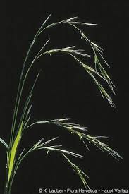 Attēlu rezultāti vaicājumam “Brachypodium sylvaticum”