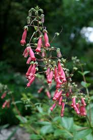 Image result for Sinningia