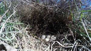 Attēlu rezultāti vaicājumam “Caprimulgus europaeus eggs”