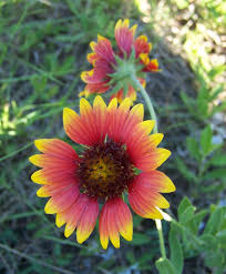 Image result for Gaillardia pulchella