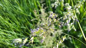 Attēlu rezultāti vaicājumam “Poa humilis”