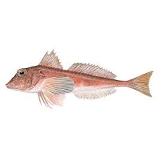Image result for Chelidonichthys cuculus