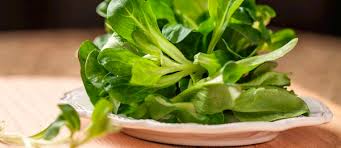 Image result for Feldsalat