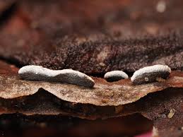 Attēlu rezultāti vaicājumam “Diderma montanum var. album spores”