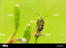Attēlu rezultāti vaicājumam “Leptura annularis”