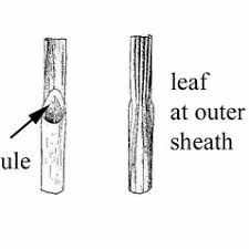 Attēlu rezultāti vaicājumam “Carex pauciflora”