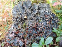 Attēlu rezultāti vaicājumam “Peltigera polydactylon”