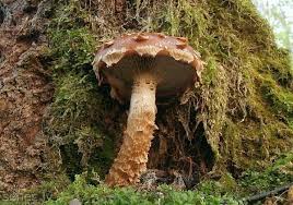 Attēlu rezultāti vaicājumam “Stropharia albocrenulata”