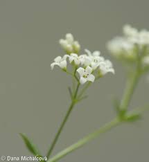 Attēlu rezultāti vaicājumam “Galium rivale flower”
