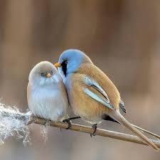 Attēlu rezultāti vaicājumam “Panurus biarmicus male”