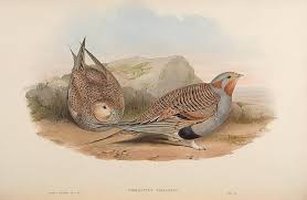 Image result for Syrrhaptes paradoxus