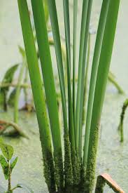 Attēlu rezultāti vaicājumam “Typha angustifolia  leaf”