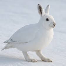 Image result for Lagopus lagopus