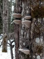 Attēlu rezultāti vaicājumam “Phellinus populicola”