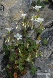 Attēlu rezultāti vaicājumam “Saxifraga granulata”