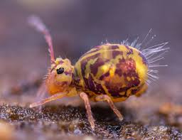 Attēlu rezultāti vaicājumam “Symphypleona”