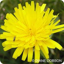 Attēlu rezultāti vaicājumam “Leontodon hispidus”