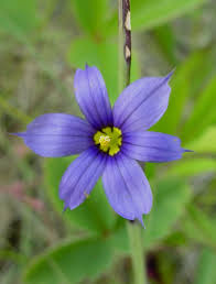 Attēlu rezultāti vaicājumam “Sisyrinchium montanum fruit”
