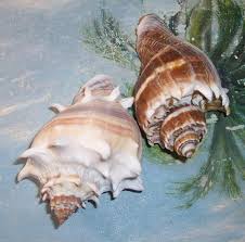 Image result for Melongena corona