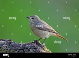 Attēlu rezultāti vaicājumam “Phoenicurus phoenicurus female”
