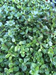 Attēlu rezultāti vaicājumam “Thymus serpyllum leaf”