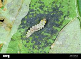 Attēlu rezultāti vaicājumam “Cameraria ohridella”