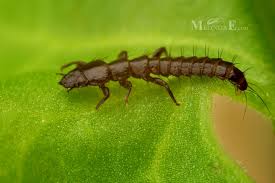 Attēlu rezultāti vaicājumam “Meloe sp. larva”