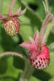 Attēlu rezultāti vaicājumam “Fragaria moschata leaf”