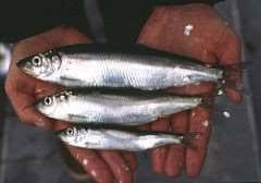 Image result for Clupea pallasii