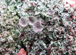 Attēlu rezultāti vaicājumam “Cladonia pyxidata”