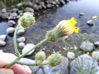 Attēlu rezultāti vaicājumam “Sonchus arvensis subsp. uliginosus flower”