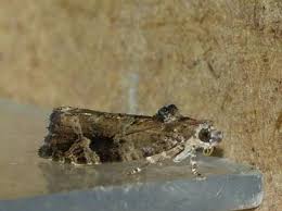 Attēlu rezultāti vaicājumam “Eudemis porphyrana”