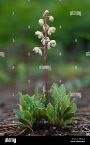 Attēlu rezultāti vaicājumam “Chimaphila umbellata flower”