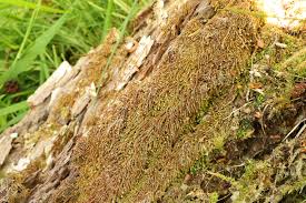 Attēlu rezultāti vaicājumam “Nowellia curvifolia”