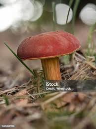 Attēlu rezultāti vaicājumam “Xerocomus rubellus”