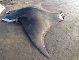 Image result for Mobula tarapacana